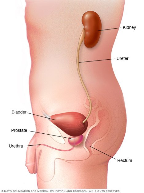 On what side of your body is your kidney located?